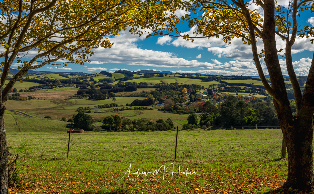 Dorrigo View
